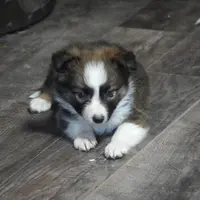 Simon, a male Border Collie for sale in Rock, KS – Photo 1 of 6