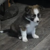 Simon, a male Border Collie for sale in Rock, KS – Photo 2 of 6
