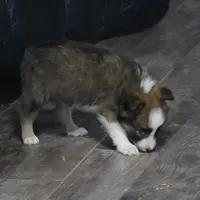 Simon, a male Border Collie for sale in Rock, KS – Photo 3 of 6