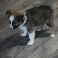Simon, a male Border Collie for sale in Rock, KS – Photo 6 of 6