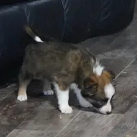 Simon, a male Border Collie for sale in Rock, KS – Photo 4 of 6