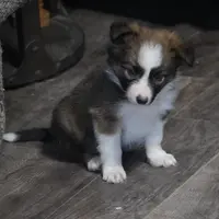 Simon, a male Border Collie for sale in Rock, KS – Photo 5 of 6