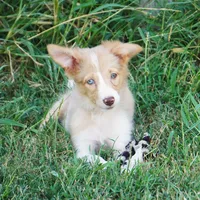 Dahlia, a female Border Collie for sale in Douglass, KS – 3 of 7