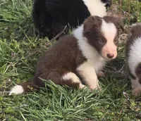 Charlie, a male Border Collie for sale in Rock, KS – Photo 3 of 5