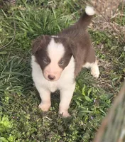 Charlie, a male Border Collie for sale in Rock, KS – Photo 2 of 5