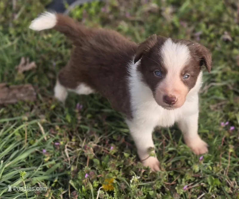 Charlie – Border Collie puppy for sale in Rock, KS