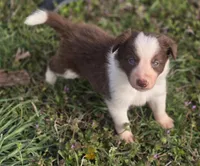Charlie, a male Border Collie for sale in Rock, KS – Photo 1 of 5