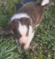 Charlie, a male Border Collie for sale in Rock, KS – Photo 4 of 5