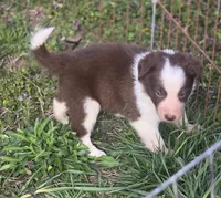 Charlie, a male Border Collie for sale in Rock, KS – Photo 5 of 5