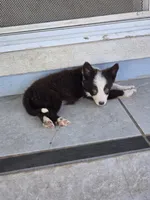 Sebastian , a male Border Collie for sale in Rock, KS – 3 of 9