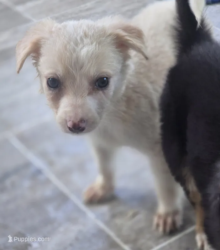Sergio – Border Collie puppy for sale in Rock, KS