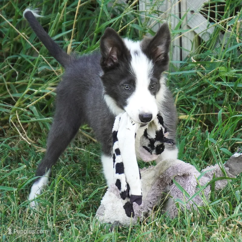 Dax – Border Collie puppy for sale in Douglass, KS