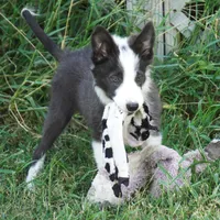 Dax, a male Border Collie for sale in Douglass, KS – 1 of 9