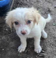 Shine, a female Border Collie for sale in Rock, KS – 6 of 8