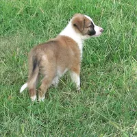 Doby, a male Border Collie for sale in Rock, KS – 4 of 8