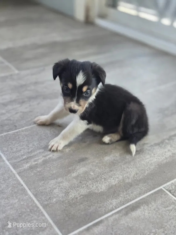 Sawyer – Border Collie puppy for sale in Rock, KS