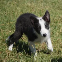 Dax, a male Border Collie for sale in Douglass, KS – 8 of 9