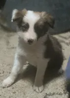 Dana, a female Border Collie for sale in Douglass, KS – 5 of 9