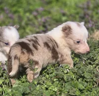 Hope, a female Border Collie for sale in Rock, KS – Photo 3 of 7