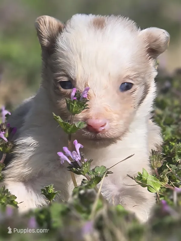 Hope – Border Collie puppy for sale in Rock, KS