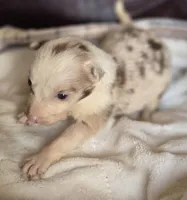 Hope, a female Border Collie for sale in Rock, KS – Photo 7 of 7