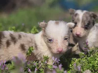 Hope, a female Border Collie for sale in Rock, KS – Photo 4 of 7