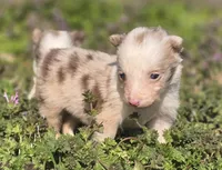 Hope, a female Border Collie for sale in Rock, KS – Photo 2 of 7