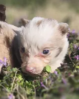 Hope, a female Border Collie for sale in Rock, KS – Photo 5 of 7