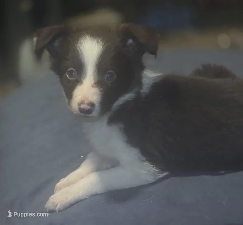 Destiny – Border Collie puppy for sale in Rock, KS