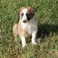 Doby, a male Border Collie for sale in Rock, KS – 6 of 8