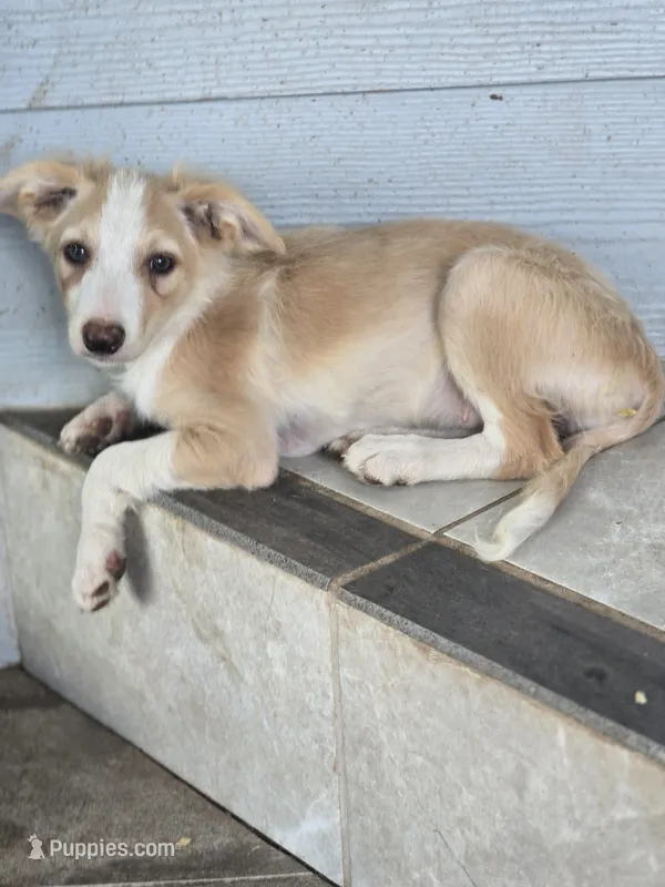 Sunny – Border Collie puppy for sale in Rock, KS