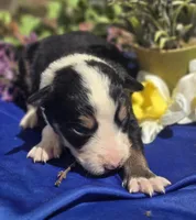 Samson, a male Border Collie for sale in Rock, KS – Photo 2 of 5