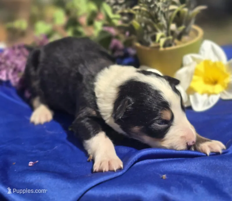 Samson – Border Collie puppy for sale in Rock, KS