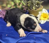 Samson, a male Border Collie for sale in Rock, KS – Photo 1 of 5