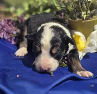 Samson, a male Border Collie for sale in Rock, KS – Photo 4 of 5