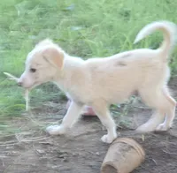 Sergio, a male Border Collie for sale in Rock, KS – 2 of 6