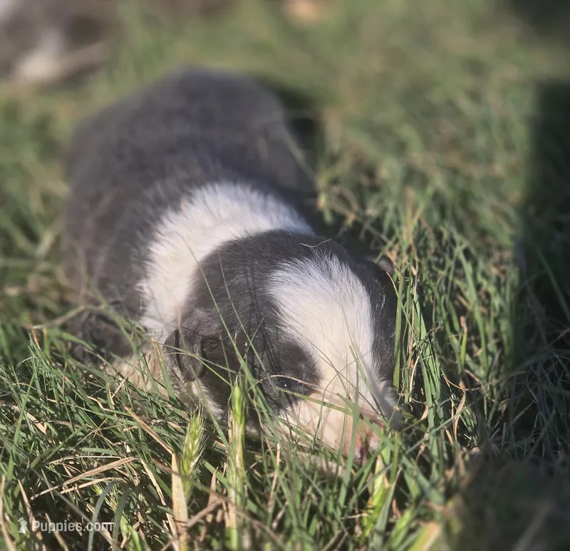 Silas – Border Collie puppy for sale in Rock, KS