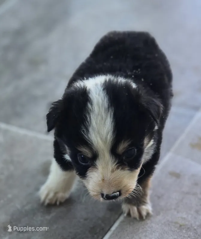 Samson – Border Collie puppy for sale in Rock, KS