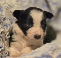 processed/daa0828e-9ec7-4d79-9ecf-45448d07f433/listing/a04d1da0-955b-4538-8026-01cde4407dfa/0bdf981d-8640-4347-95dd-66b0c3f6ed11