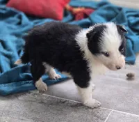 Terrance, a male Border Collie for sale in Rock, KS – Photo 6 of 6