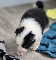 Terrance, a male Border Collie for sale in Rock, KS – Photo 3 of 6