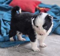 Terrance, a male Border Collie for sale in Rock, KS – Photo 1 of 6