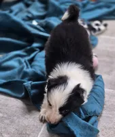 Terrance, a male Border Collie for sale in Rock, KS – Photo 4 of 6