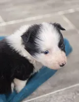 Terrance, a male Border Collie for sale in Rock, KS – Photo 2 of 6