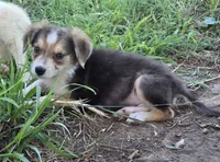 Samoa, a female Border Collie for sale in Rock, KS – 4 of 9