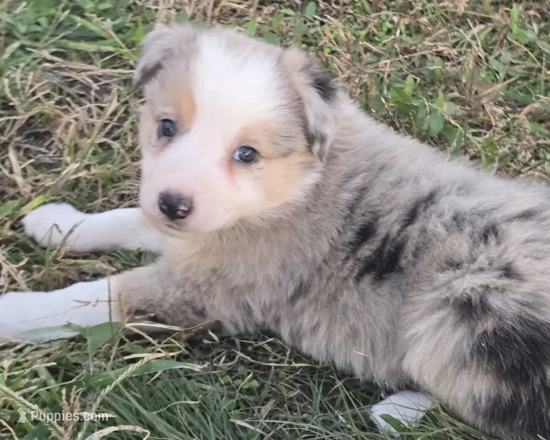 Fuschia – Border Collie puppy for sale in Douglass, KS