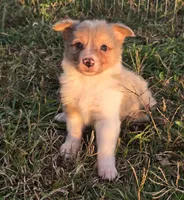 Fairydust, a female Border Collie for sale in Douglass, KS – 5 of 5