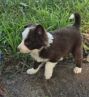Sebastian , a male Border Collie for sale in Rock, KS – 8 of 9