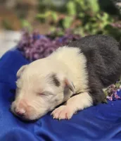 Slade, a male Border Collie for sale in Rock, KS – Photo 5 of 5