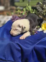 Slade, a male Border Collie for sale in Rock, KS – Photo 3 of 5